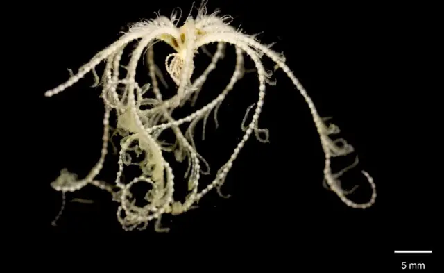 Lys de mer : Bathymerina incertae