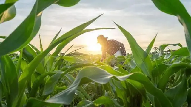 In dense crops, plants invest too much energy competing for light instead of producing seeds, fruit, or useful biomass.