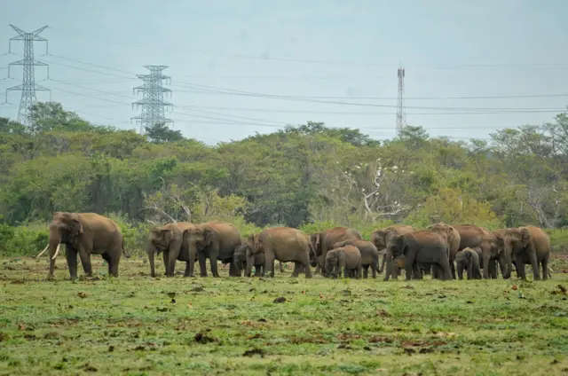பிராஜெக்ட் தடம், கோயம்புத்தூர், வனத்துறை, யானை-மனித மோதல் 