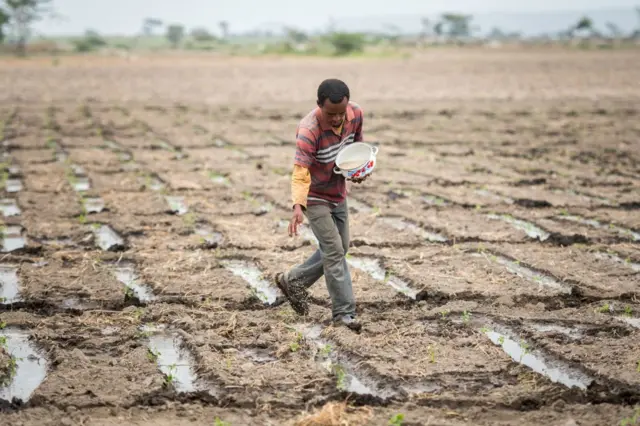 አንድ ወንድ ገበሬ ማሳ ላይ 