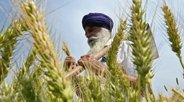ટ્રમ્પ, અમેરિકા ટેરિફ, પાકિસ્તાન માટે તક, બાસમતી ચોખા, કપડાં, ગાર્મેન્ટ, અમેરિકાનું બજાર, ભારત પર 50 ટકા ટેરિફ પાકિસ્તાન પર 19 ટકા, આઈએમએફની લોન, ઊર્જા, બીબીસી ગુજરાતી આંતરરાષ્ટ્રીય સમાચાર