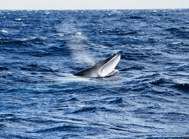 Ballena Minke