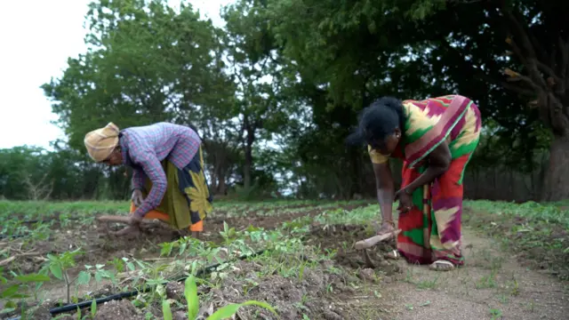 వన్నూరమ్మ వ్యవసాయం