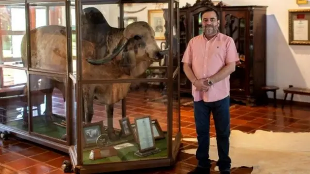 ब्राझीलमध्ये भारतीय गायींचा दबदबा