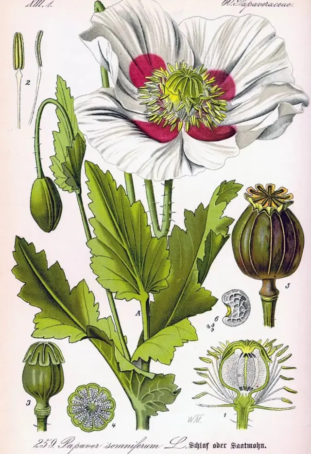 Pavot à opium.