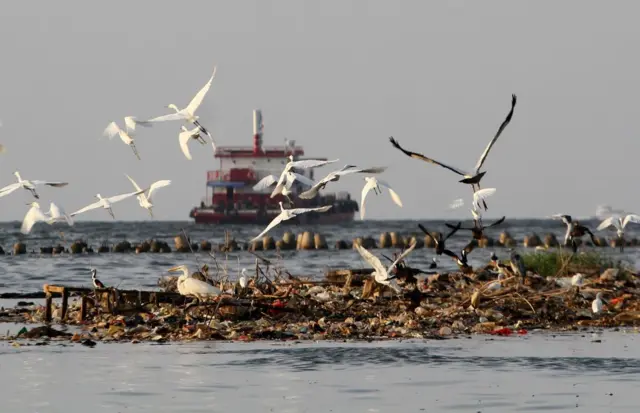 Sekelompok burung bertengger di pantai yang penuh sampah di Pelabuhan Muara Angke, pesisir Jakarta, pada 11 Juli 2023.