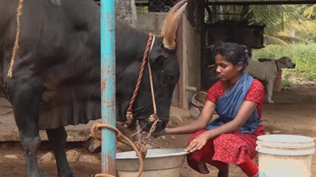 ஏறுதழுவுதலை பொறுத்தவரை, பெண்கள் காளைகளை வளர்ப்போராகவே பல்லாண்டுக் காலமாக இருந்து வருவதாக அறிஞர்கள் கூறுகின்றனர்.
