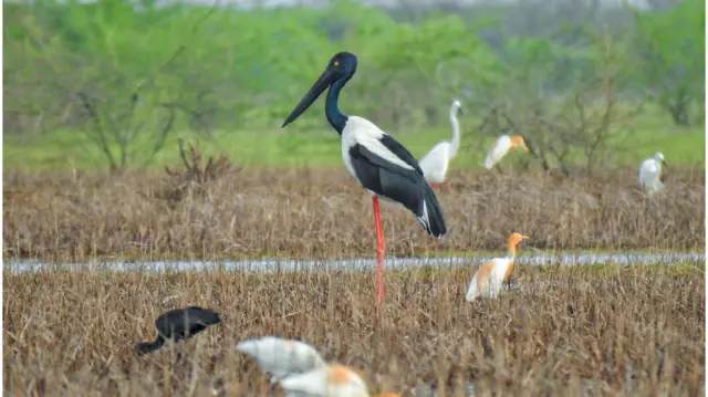 છારી ઢંઢ, રામસર સાઇટ, બીબીસી ગુજરાતી, કચ્છ, હેરિટેજ સ્થળ, ઐતિહાસિક સ્થળો, ગુજરાતનાં જાણીતાં સ્થળો, પર્યાવરણ