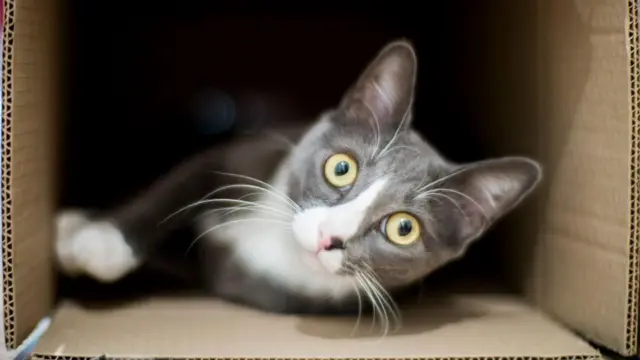 એર્વિન શ્રોડિંગરના પૅરાડૉક્સના સિદ્ધાંતને પ્રદર્શિત કરતો એક પ્રયોગ