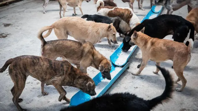 थाईलैंड का एक एनिमल शेल्टर