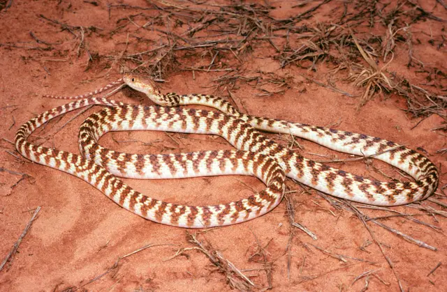 ब्राऊन ट्री स्नेक