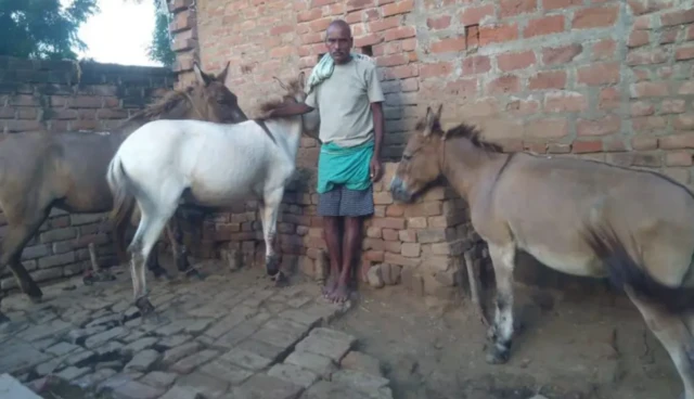 மின்சாரம் தாக்கி கழுதை உயிரிழப்பு 