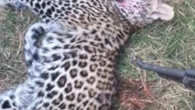 Bineensa ummata rakkise