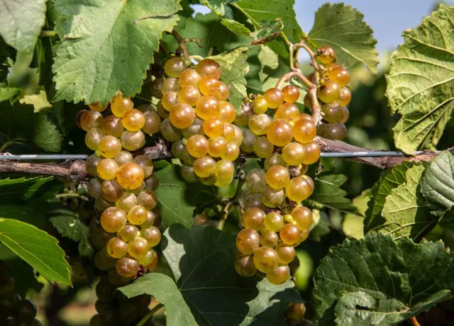 Des grappes de raisins suspendus à l'arbre.