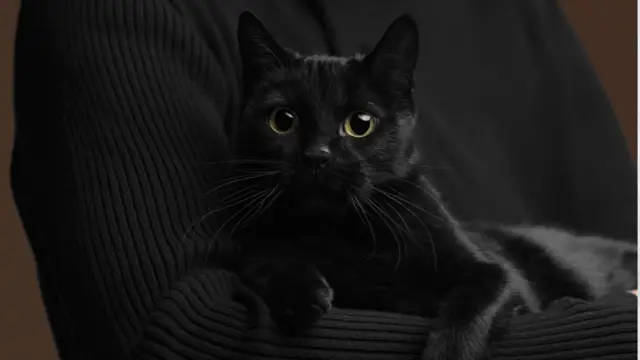 پژوهش‌ها نشان می‌دهد که نگهداری از حیوانات خانگی از جمله سگ و گربه می‌تواند در بعضی افراد به کاهش اضطراب و در نتیجه فشارخون کمک کند.