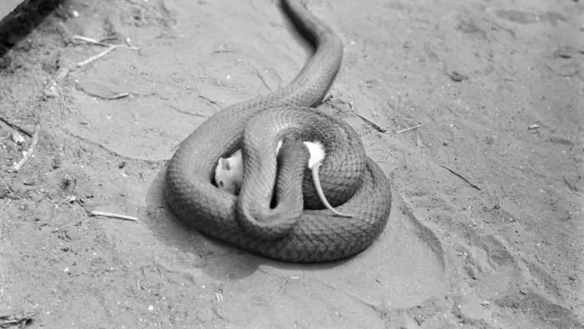 ఎలుకను తింటున్న పాము