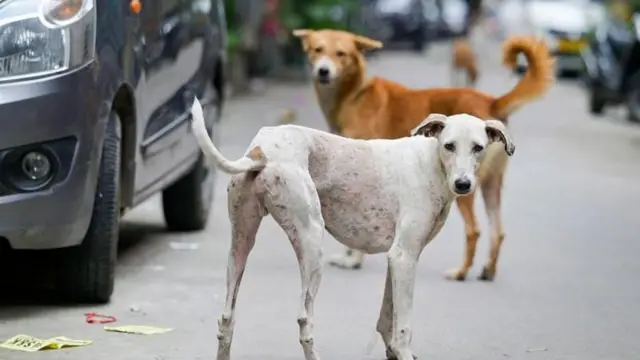 કૂતરાં, પ્રાણી, પશું, બીબીસી ગુજરાતી, ભારત, તેલંગણા, પશુ અધિકાર, પ્રાણીઓની સુરક્ષા