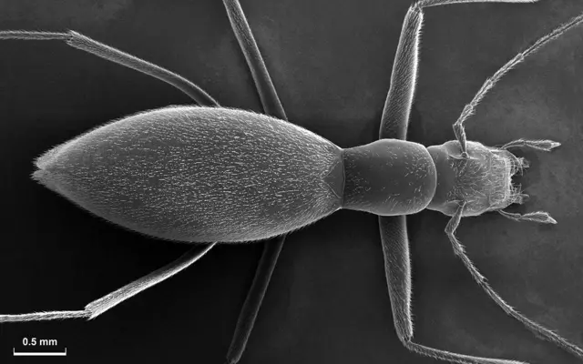 Mikroskopski snimak novootrkivenog tvrdokrilca