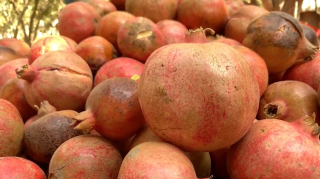 د کندهار انار