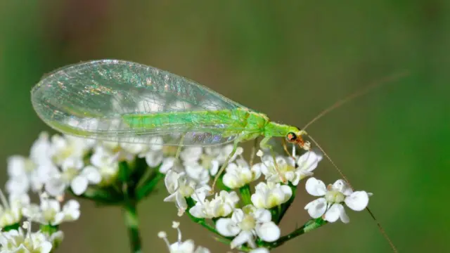 Зелена комаха з прозорими крильцями на білих квітах