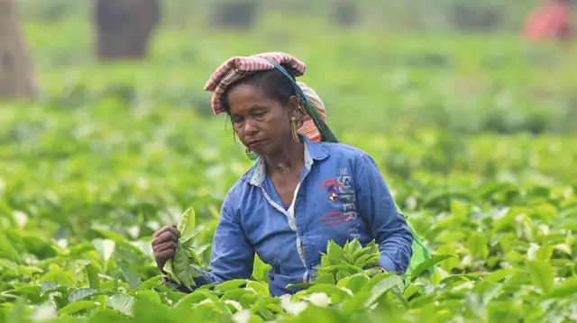 असम के नगांव के एक चाय बागान से चाय की पत्तियां तोड़ती महिला कामगार 