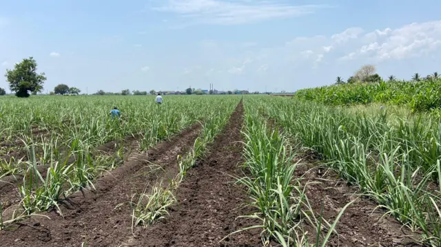 अरविंद यांनी शेतात ऊसाची लागवड केली आहे.