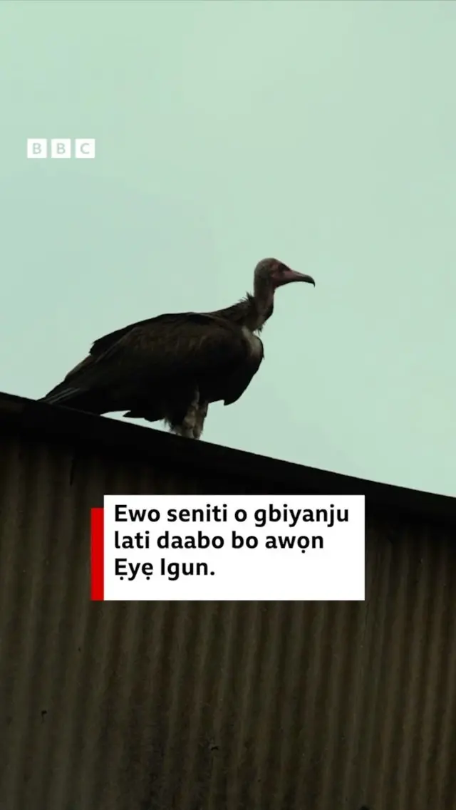 Ẹyẹ igun duro sori orule