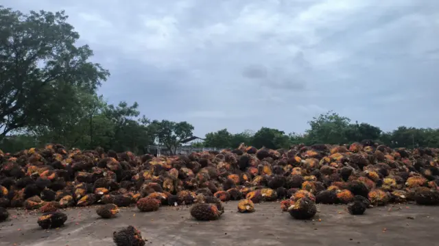 పామాయిల్ గెలలు