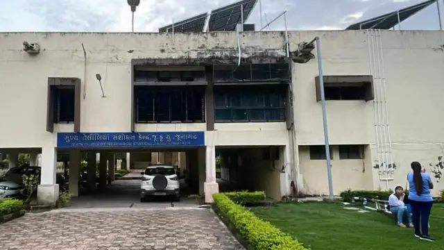 ગુજરાતી, ગુજરાત, મગફળી, મગફળીની નવી જાતો, મગફળીનું વાવેતર, ખેતી, ગુજરાતમાં વાવેતર વિસ્તાર, જૂનાગઢ કૃષિ યુનિવર્સિટી, મગફળીનું તેલ, સંકરણ, પરાગનયન, ફૂલ, મગફળીના ફૂલ, જૂનાગઢ, જૂનાગઢ કૃષિ યુનિવર્સિટી, ગિરનાર-૪ મગફળી, બીટી-૩૨ મગફળી, ૨૦-નંબર મગફળી, 39 નંબર મગફળી 