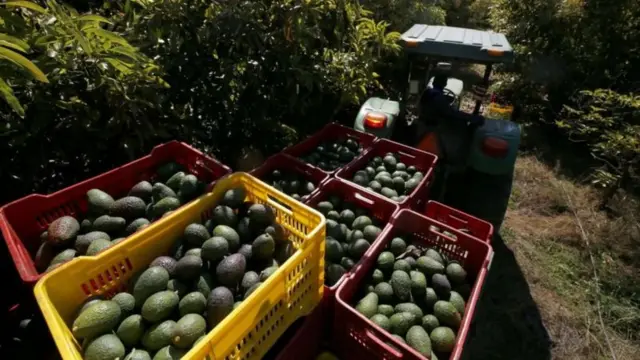 Abacates prontos para serem vendidos