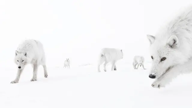 La imagen muestra una manada de lobos árticos en un paisaje blanco y nevado. Se ven seis lobos, todos con un espeso pelaje blanco que se funde casi a la perfección con el suelo nevado y el cielo pálido.