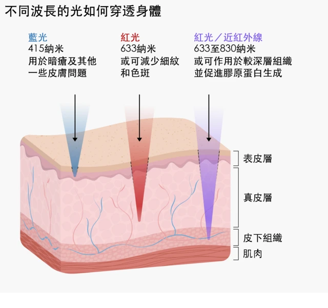 插圖顯示不同波長的光如何穿透皮膚。波長415納米的藍光可到達皮膚表層，即表皮層，圖中標示它可用於暗瘡及其他一些皮膚問題。波長633納米的紅光可穿透至身體較深處，進入稱為真皮層的區域，圖中標示它或可減少細紋和色斑。波長介乎633至830納米的紅光及近紅外線可到達身體的皮下組織層，圖中標示它或可作用於較深層組織並促進膠原蛋白生成。