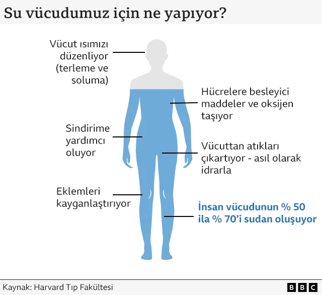Suyun vücuttaki görevlerini gösteren grafik.