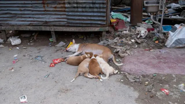 চার সন্তানকে নিয়ে পথে ঘুমাচ্ছে মা কুকুর