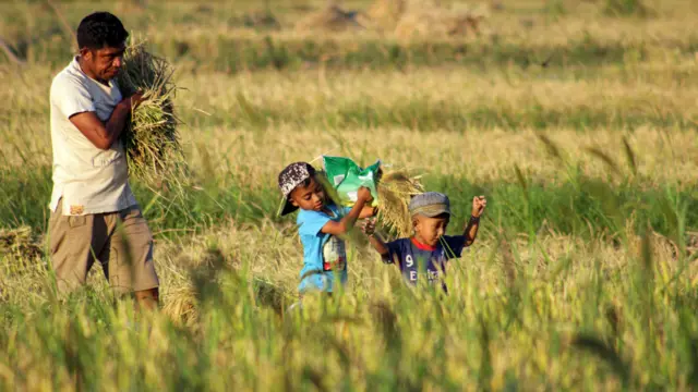 Petani memanen padi di Tarus, Kabupaten Kupang, Nusa Tenggara Timur, Kamis (3/10/2024). Badan Pusat Statistik NTT mencatat pada bulan September 2024 nilai tukar petani sebesar 101,43 atau meningkat 1,21 persen dibandingkan Agustus 2024, peningkatan itu terjadi di subsektor tanaman padi, palawija, tanaman perkebunan rakyat dan peternakan yang disebabkan oleh perkembangan indeks harga terima yang lebih cepat dibandingkan harga bayar.