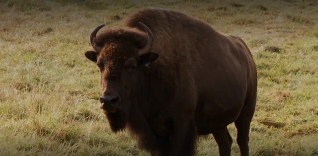 बायसन