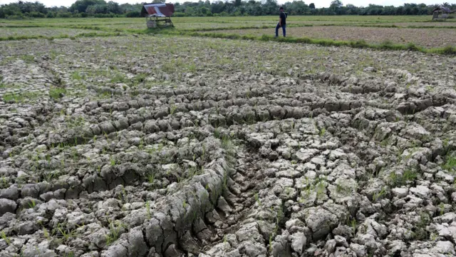 Warga memperlihatkan kondisi sawah yang kering di Desa Pasie Jambu, Kaway XVI, Aceh Barat, Aceh, Kamis (8/6/2023).