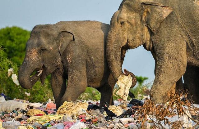 Elefantes comendo plástico em aterros sanitários no Sri Lanka