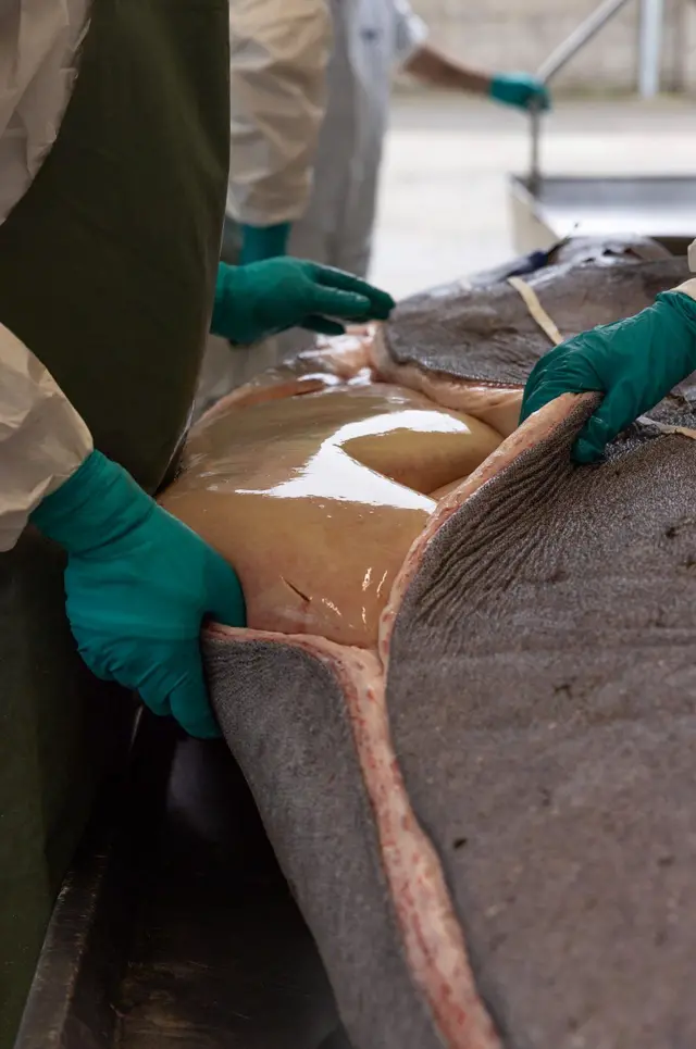 No passado, os tubarões-da-Groenlândia eram caçados pelo óleo extraído de seus fígados, mas hoje muitos acabam capturados acidentalmente em redes e linhas de pesca.