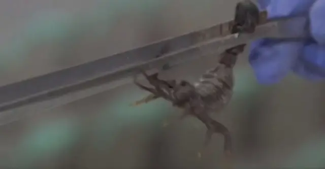 Usoro e ji ewepụta nsi akpị 