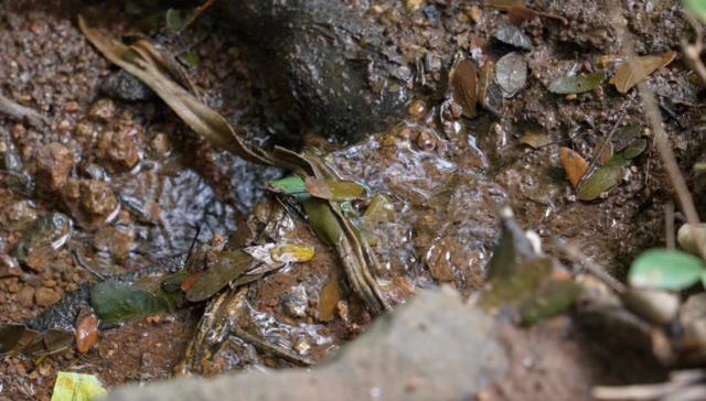 ఊటలా మూసీ నది ప్రారంభం