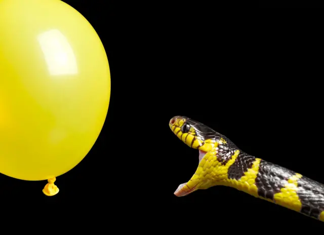 Seekor ular belang kuning sedang menyerang balon.