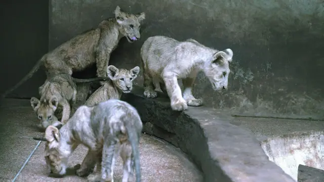 प्रातिनिधिक फोटो