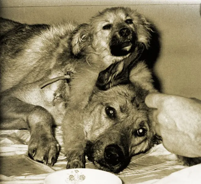 Le chien à deux têtes créé par le scientifique soviétique Vladimir Demijov.