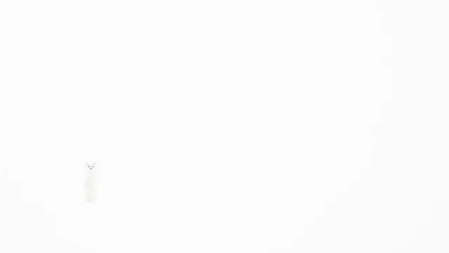 مسابقه عکاسی حیات وحش ۲۰۲۴