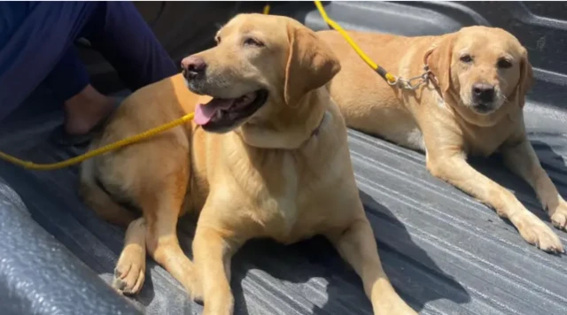 ایوب ٹیچنگ ہسپتال ایبٹ آباد کے ایمر جنسی میڈیکل ڈائریکٹر ڈاکٹر جنید انور کے مطابق ریبیز مہلک بیماری ہے جو بروقت علاج نہ ہونے پر جان لیوا بن سکتی ہے۔ 