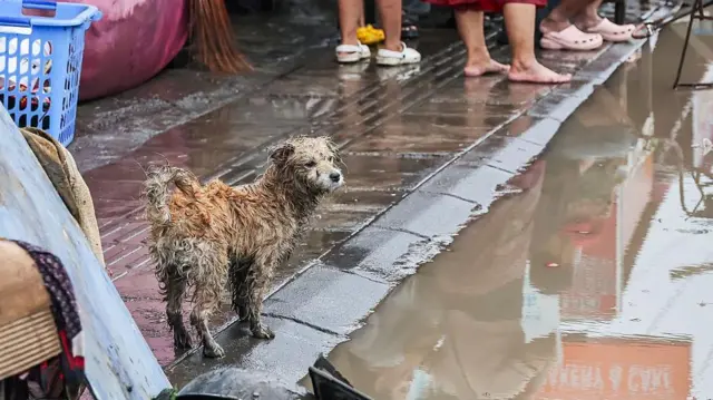 Seekor anjing berkeliaran di Denpasar