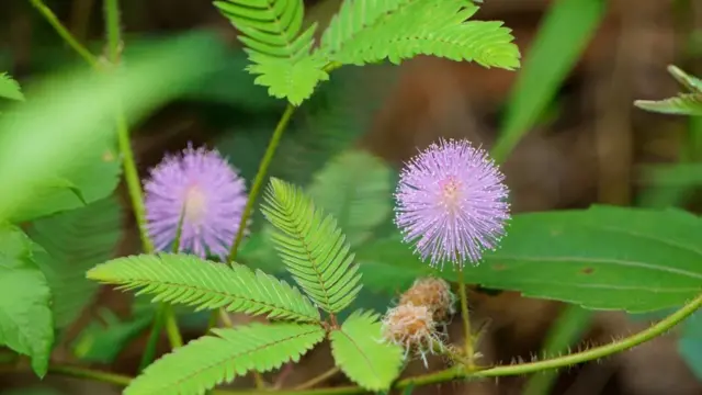 Menjelang akhir abad ke-19, seorang ilmuwan India menemukan sinyal listrik di Mimosa pudica, atau dikenal sebagai 'tanaman sensitif'