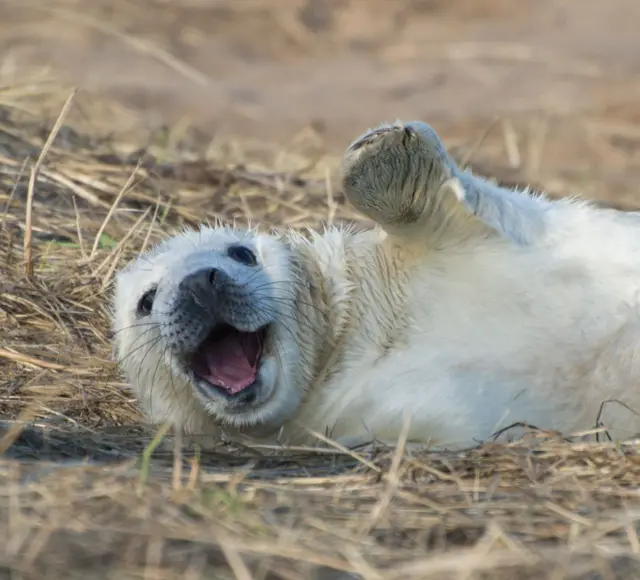 Foca en el suelo. 