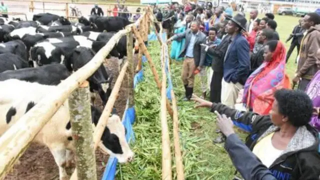 ગિરિન્કા પ્રોજેક્ટ અંતર્ગત ગાયની પસંદગી કરતા ગ્રામજનો